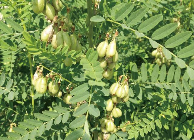 Astragalus Membranaceus