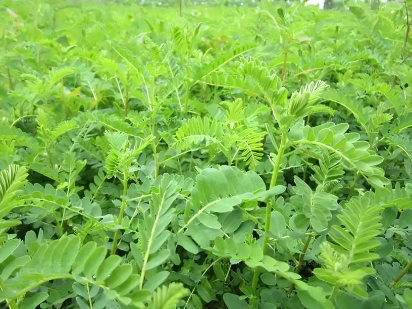 Astragalus Membranaceus