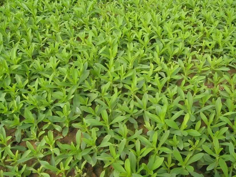 Stevia