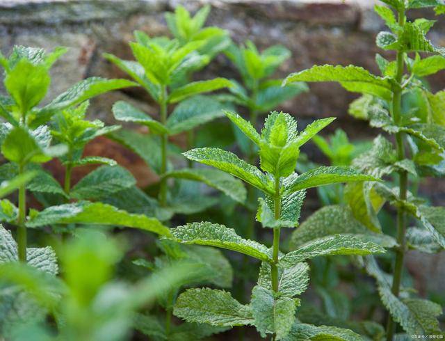 Stevia