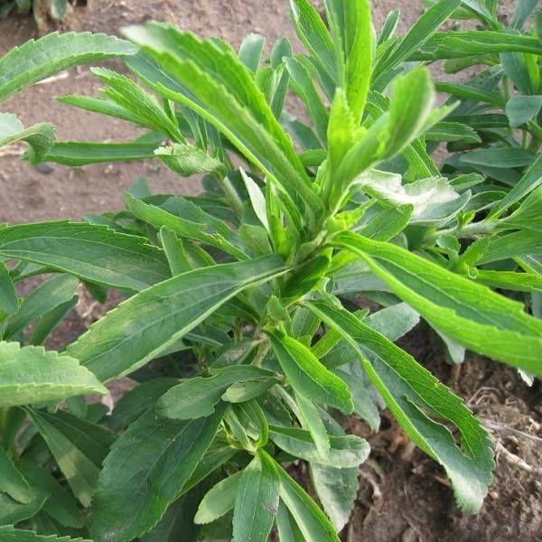 Stevia