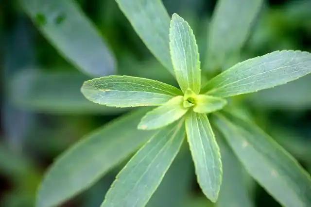 Stevia