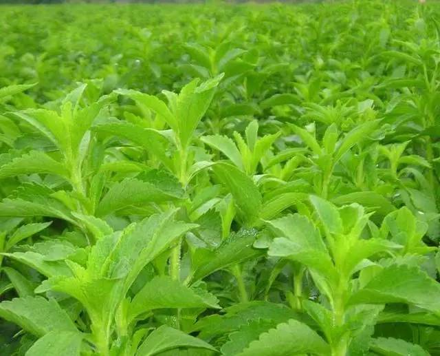 Stevia