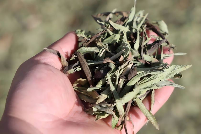 Stevia leaves