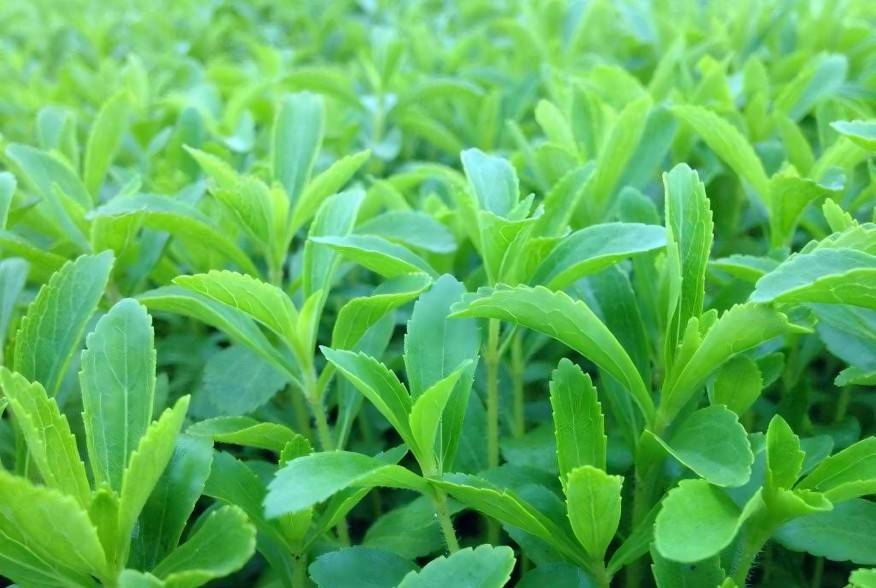 Stevia leaves