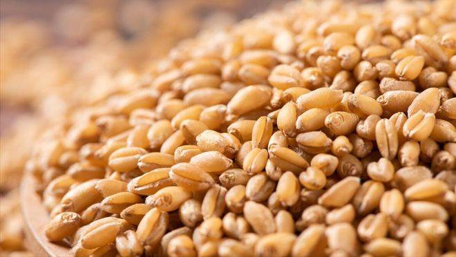 wheat