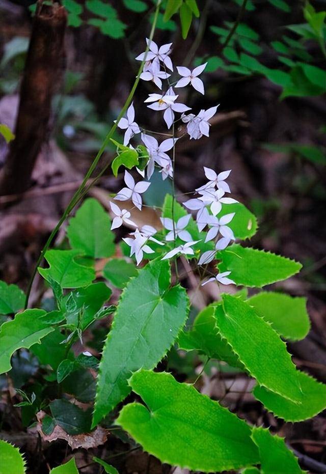 Epimedium
