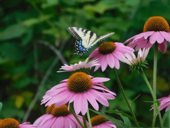 Echinacea