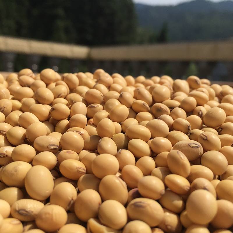 soybean