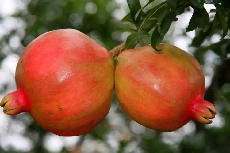 Pomegranate Peel