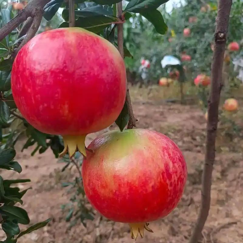 Pomegranate Peel