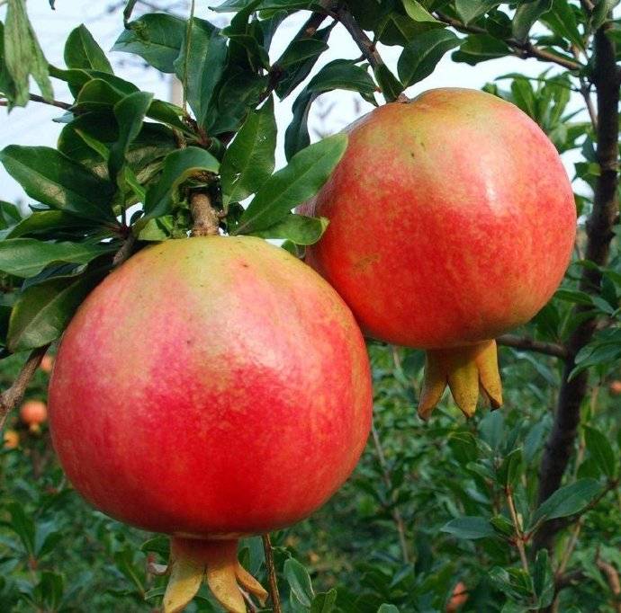 Pomegranate Peel