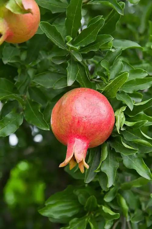 Pomegranate Peel