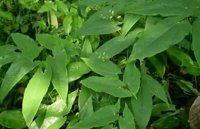 Epimedium