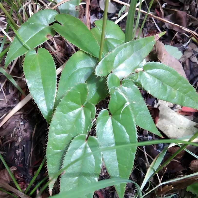 Epimedium
