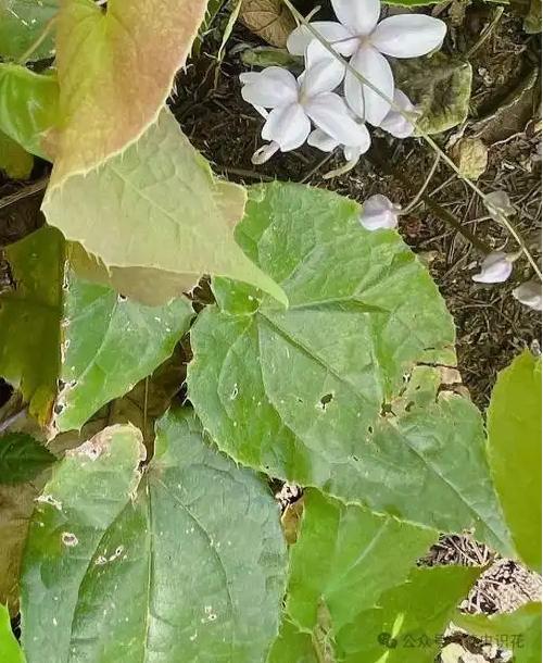 Epimedium sagittatum