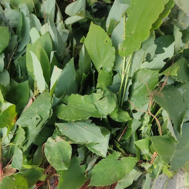 Epimedium sagittatum