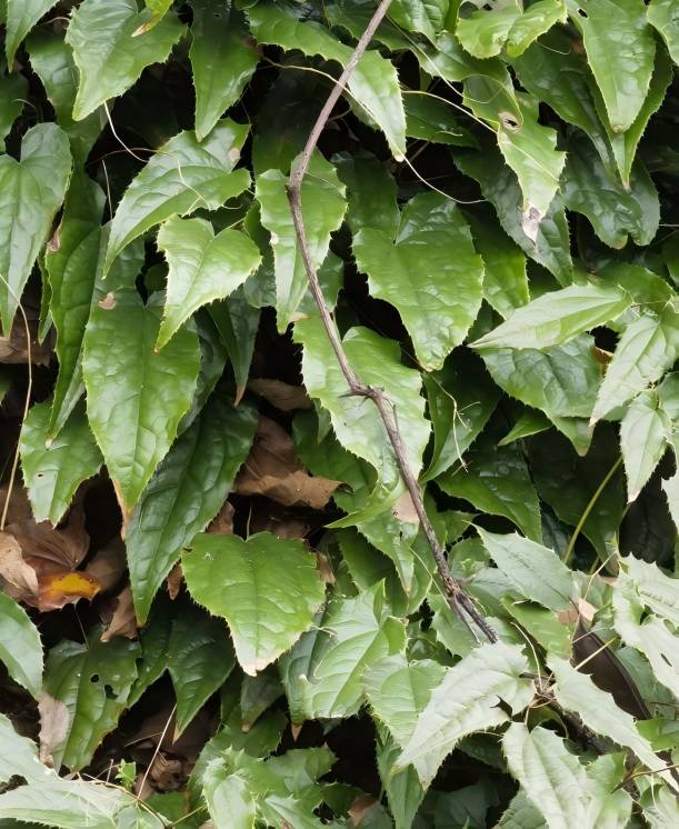 Epimedium sagittatum