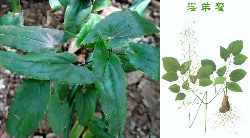 Epimedium