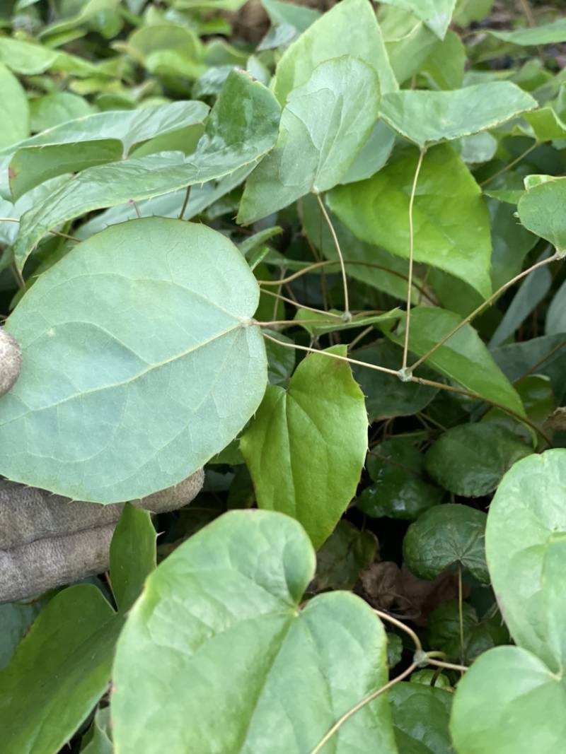 Epimedium sagittatum