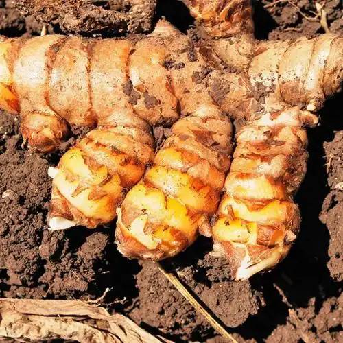  Turmeric