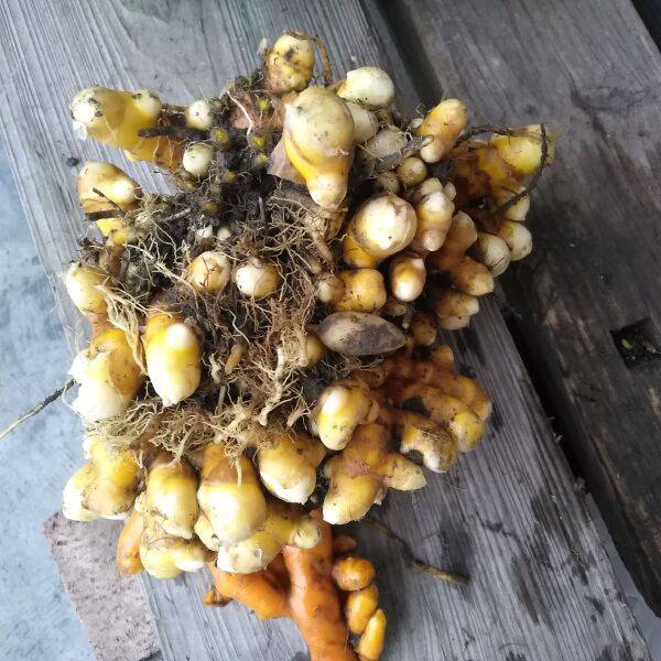 Turmeric