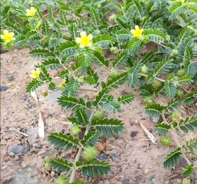 Tribulus Terrestris