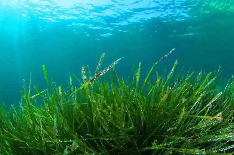 cyanobacteria phylum