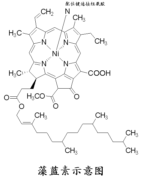 Phycocyanin extract