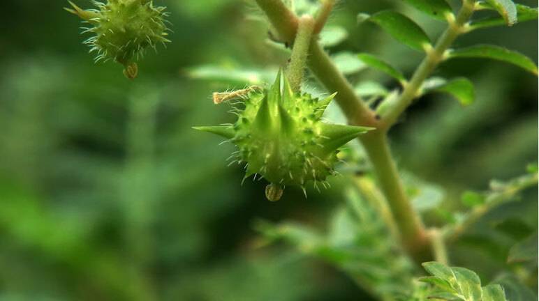 Tribulus Terrestris
