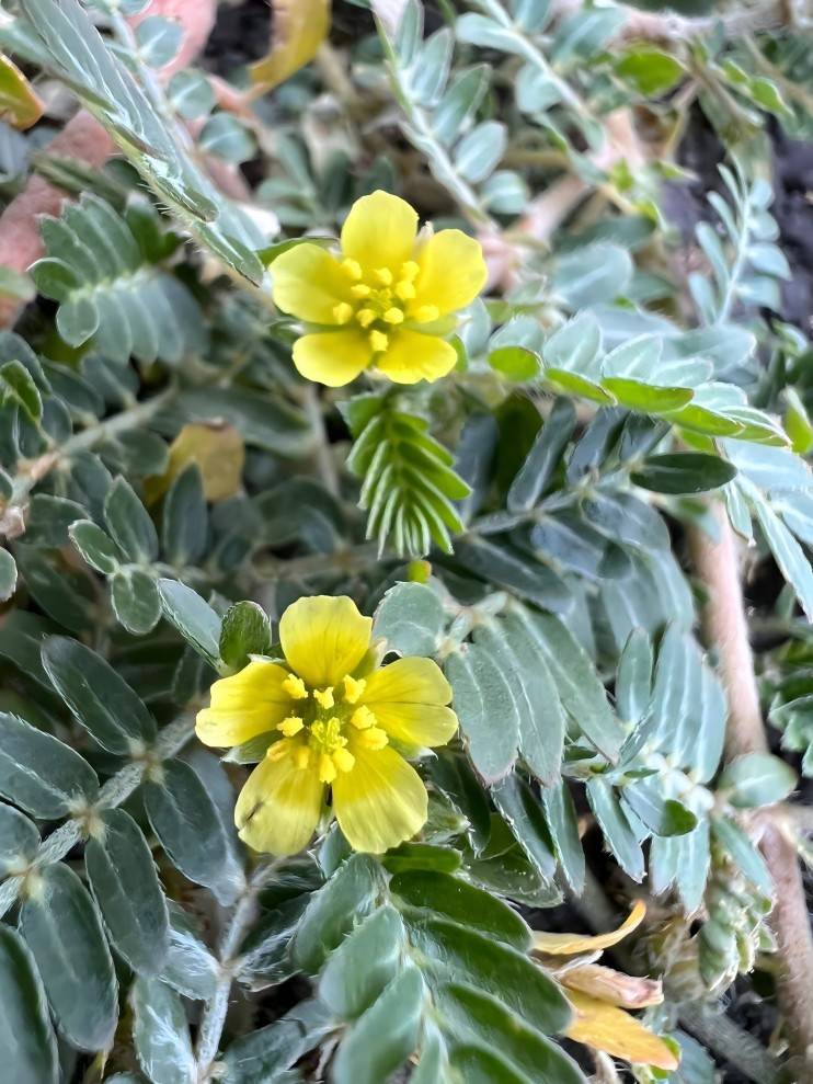 Tribulus Terrestris