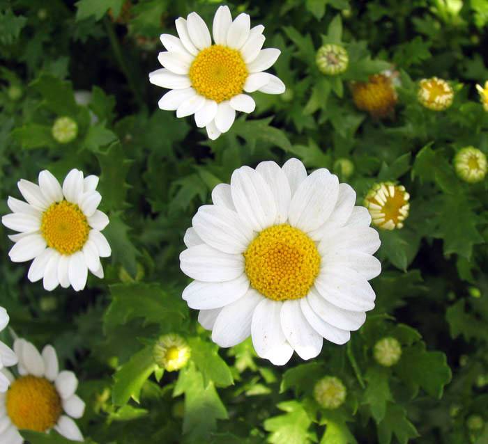 feverfew