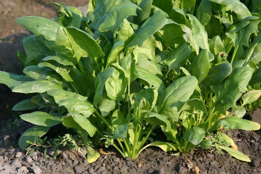 spinach