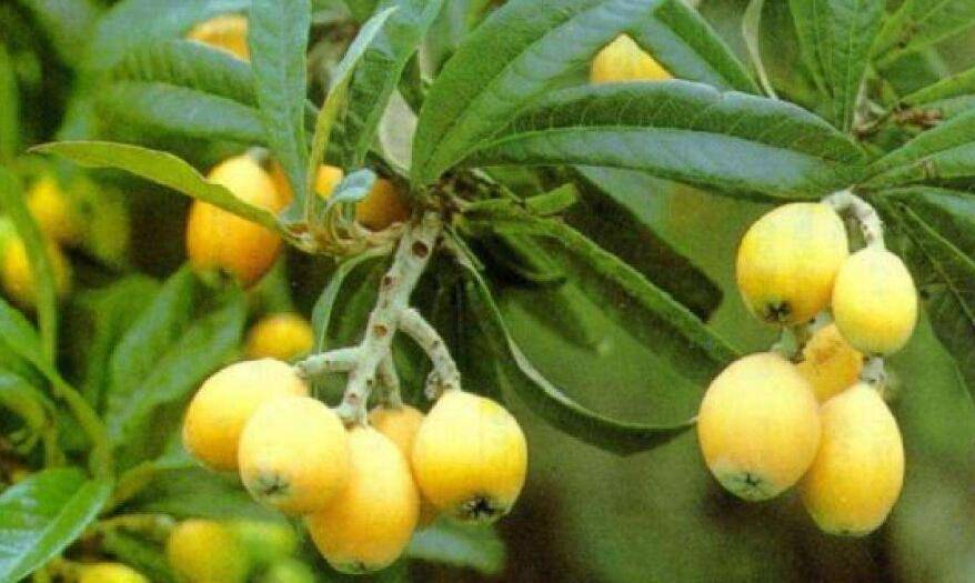 Loquat Leaf