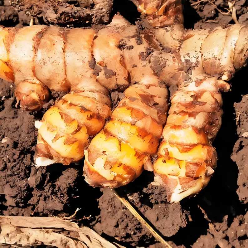 turmeric