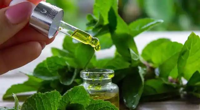 plant extraction