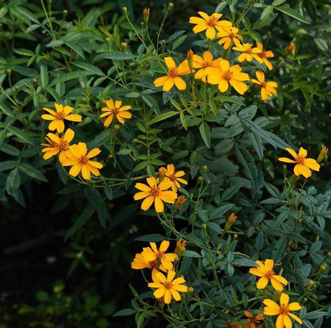marigolds