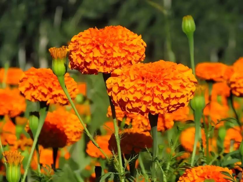 marigolds