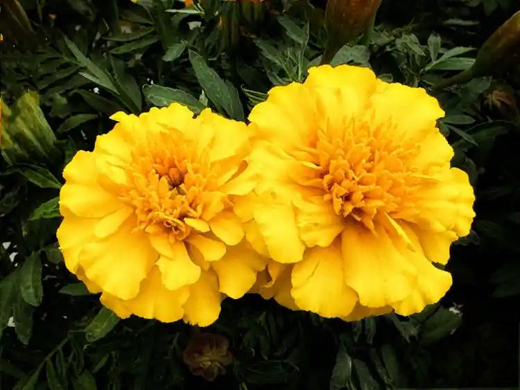 marigolds