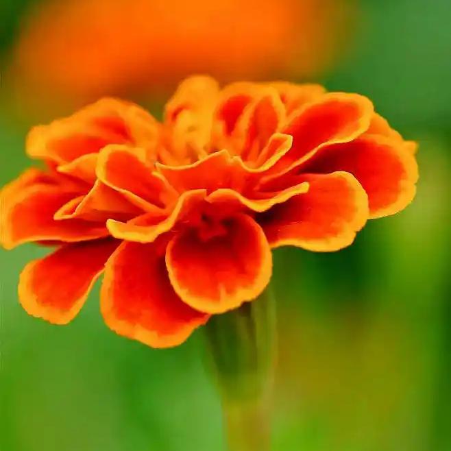 marigolds