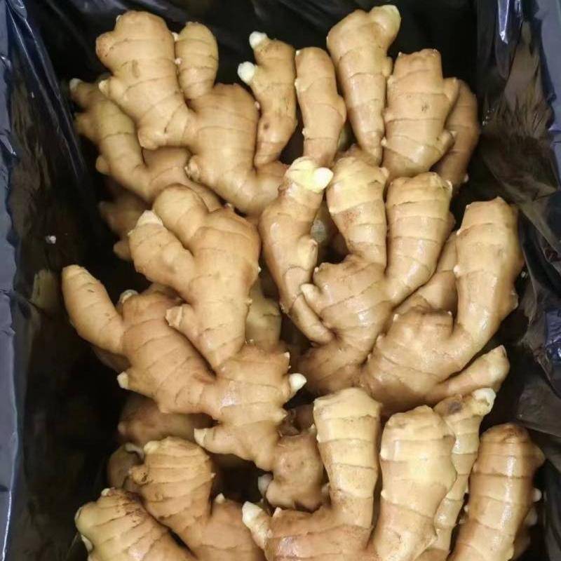 Ginger