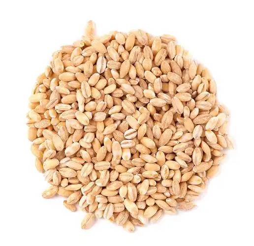 Oat 