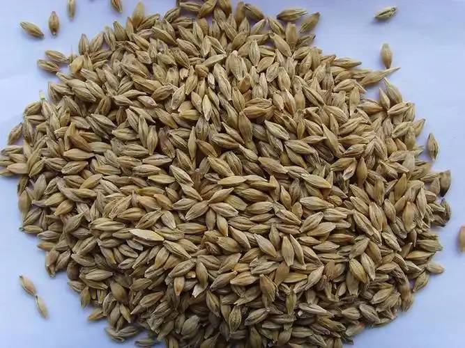 Oat 
