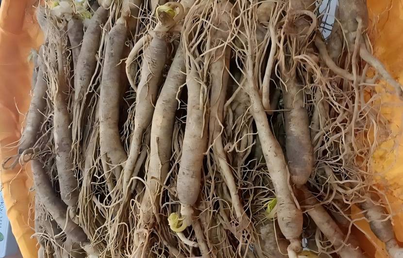  Ginseng 