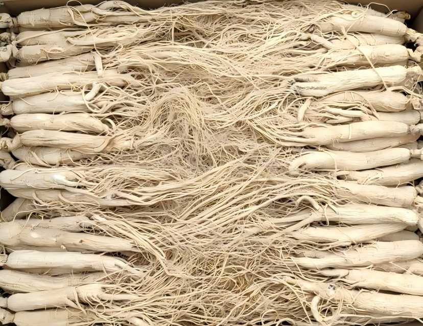  Ginseng 