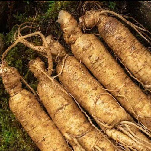  Ginseng 
