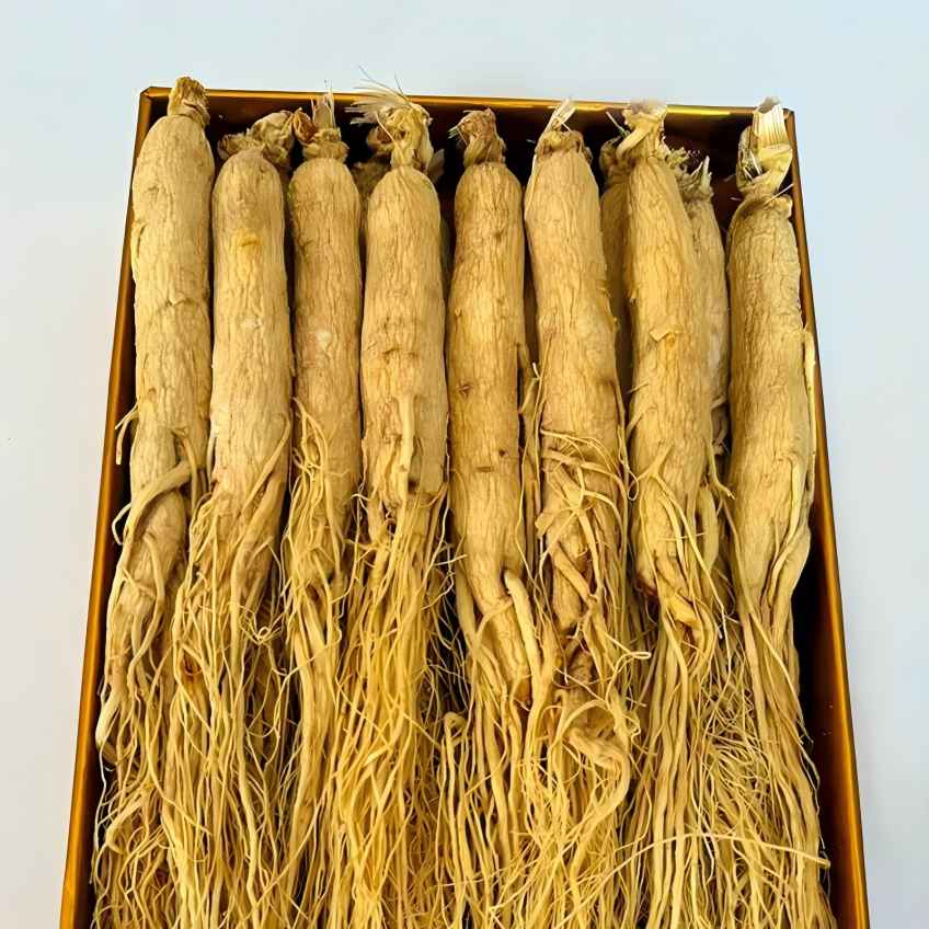  Ginseng 