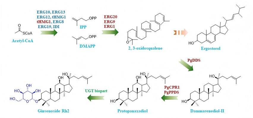  Ginseng extract 