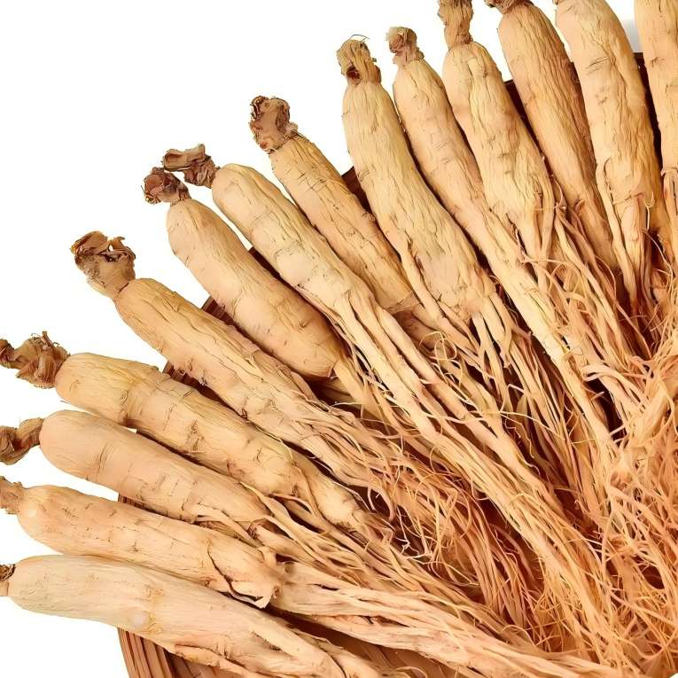  Ginseng 