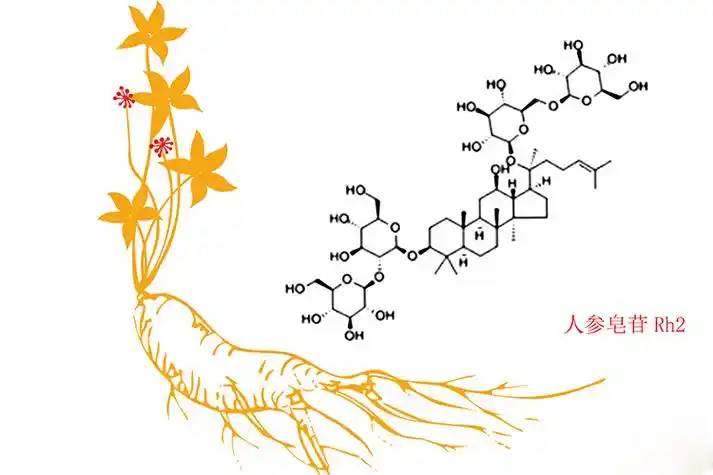  Ginseng extract 